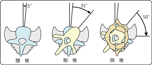 腰椎・胸椎・頚椎