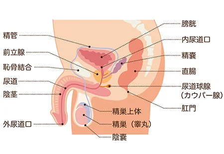 前立腺癌手術後遺症の鍼治療