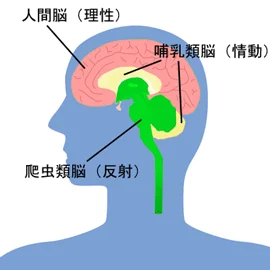 脳の構造